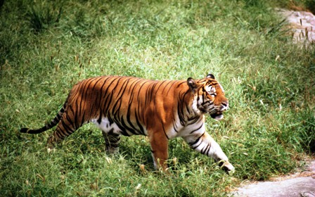 TIGER Bengal